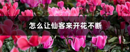 怎么让仙客来开花不断，开花后怎么处理