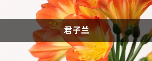 只需1招，君子兰文竹…1盆变多盆，再也不用买花了！