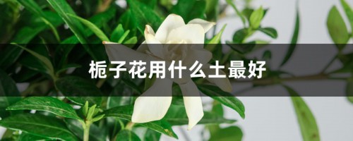 栀子花用什么土最好