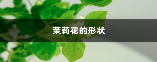 茉莉花的形状，茉莉花图片大全