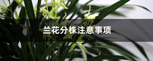 兰花怎样分株发苗率高（分株注意事项介绍）