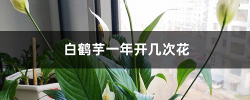 白鹤芋一年开几次花