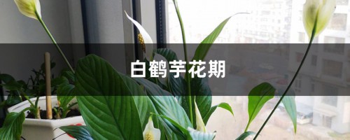 白鹤芋花期后如何养护