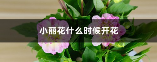 小丽花什么时候开花