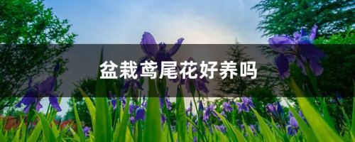 盆栽鸢尾花好养吗，怎么养护