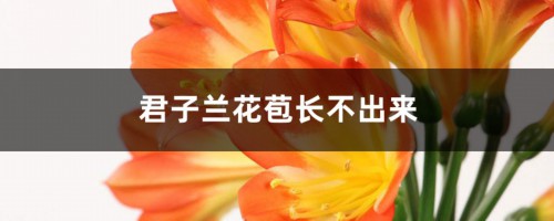 君子兰花苞长不出来怎么办