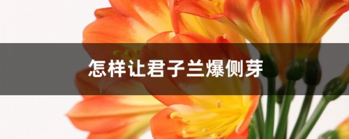 怎样让君子兰长侧芽，不发侧芽怎么办