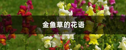 金鱼草的花语