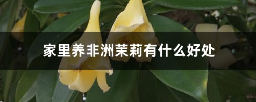 家里养非洲茉莉有什么好处