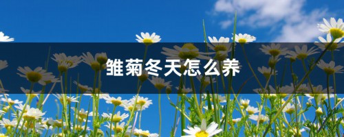 雏菊冬天怎么养