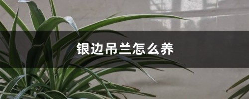 银边吊兰怎么养