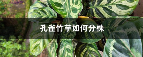 孔雀竹芋如何分株