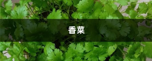 香菜40块1斤！吃不起了，赶紧自己在家种一盆！