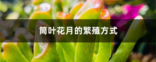 筒叶花月的繁殖方式