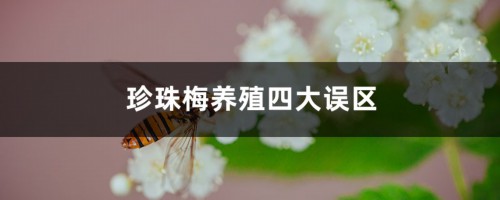 珍珠梅养殖四大误区