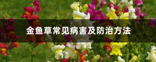 金鱼草常见病害及防治方法