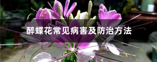 醉蝶花常见病害及防治方法