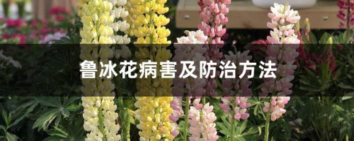 鲁冰花病害及防治方法