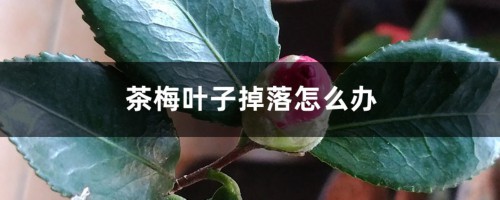 茶梅叶子掉落怎么办