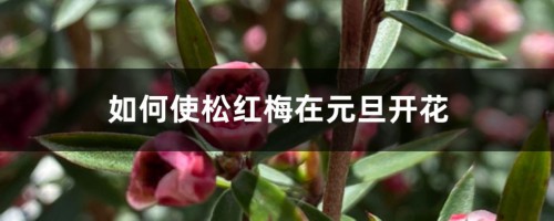 如何使松红梅在元旦开花