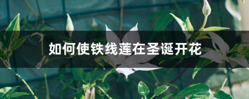 如何使铁线莲在圣诞开花