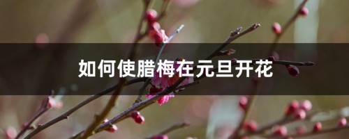 如何使腊梅在元旦开花