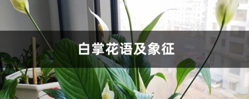 白掌花语及象征