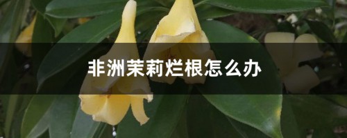 非洲茉莉烂根怎么办