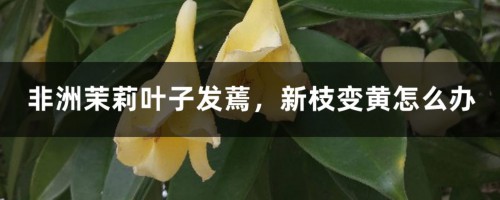 非洲茉莉叶子发蔫，新枝变黄怎么办