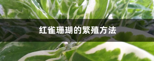 红雀珊瑚的繁殖方法