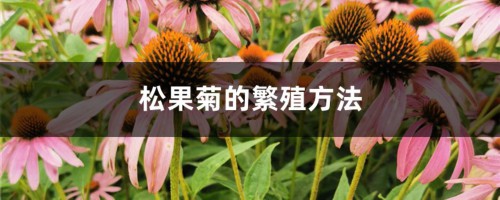 松果菊的繁殖方法