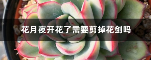 花月夜开花了需要剪掉花剑吗