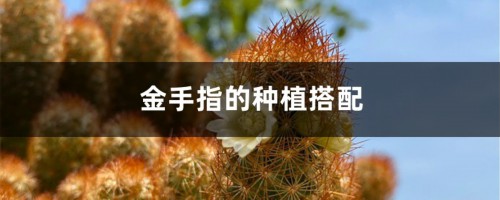 金手指的种植搭配